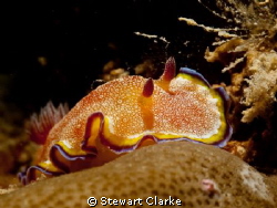 Shot on a small wreck adjacent to Beau Vallon in Seychelles by Stewart Clarke 